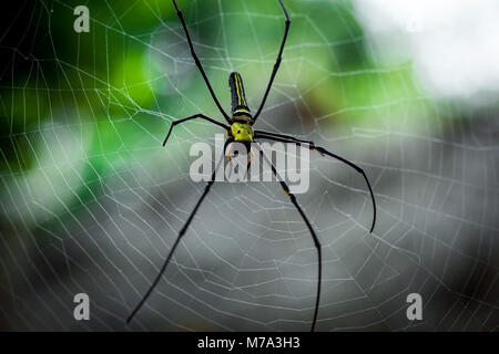 Il Ragno Gigante Nephila pilipes ubicazione sul web. Verde bellissimo sfondo bokeh di fondo. Foto scattata nel sud della Cambogia, Koh Rong Sanloem. Foto Stock