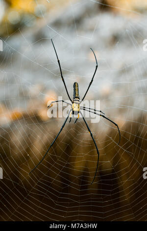 Il Ragno Gigante Nephila pilipes ubicazione sul web. Bel colore arancione oro sfondo bokeh di fondo. Foto scattata nel sud della Cambogia, Koh Rong Sanloem. Foto Stock