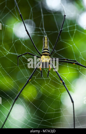 Il Ragno Gigante Nephila pilipes ubicazione sul web. Verde bellissimo sfondo bokeh di fondo. Foto scattata nel sud della Cambogia, Koh Rong Sanloem. Foto Stock