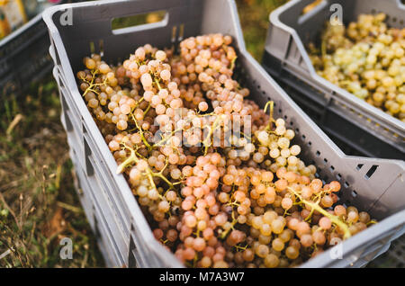 Vendemmia manuale in colline italiane. Foto Stock