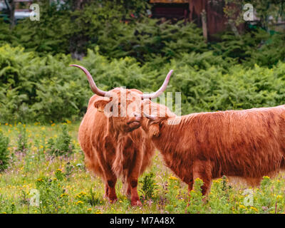 Due mucche highland nuzzling delicatamente e graffi di ogni altro. Bestiame al pascolo sul prato verde in Aberdeenshire, Scozia. Foto Stock