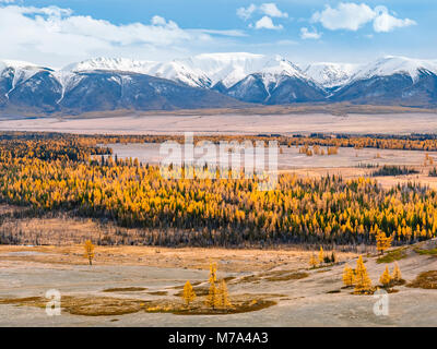 Splendida vista a una vasta pianura piena di larici giallo, con montagne innevate sullo sfondo. Autunno a sua migliori in Altai Mointains.