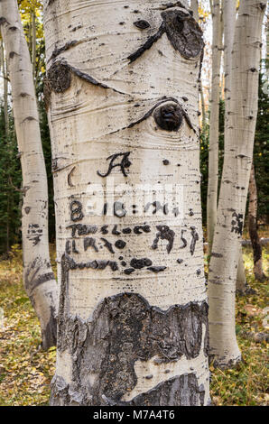 Vecchie iscrizioni scolpito su aspen tronchi, Kebler Pass Road aka West Elk Loop Scenic Byway, la Foresta Nazionale di Gunnison, West Elk Mountains, Rocky Mountain Foto Stock