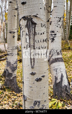 Vecchie iscrizioni scolpito su aspen tronchi, Kebler Pass Road aka West Elk Loop Scenic Byway, la Foresta Nazionale di Gunnison, West Elk Mountains, Rocky Mountain Foto Stock