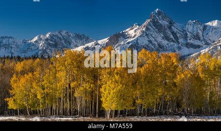 Hayden picco nella gamma Sneffels sotto la neve, Aspen Grove in caduta delle foglie, vista da San Juan Skyway National Scenic Byway, vicino a Dallas dividere, San Juan M Foto Stock