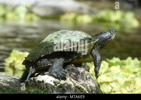 Tartaruga d'acqua dolce a loro Parque, Tenerife Foto Stock