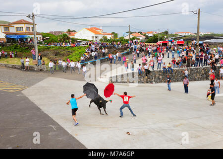La corrida (Tourada à Corda) in Porto Martins. L'isola di Terceira, Azzorre. Portogallo Foto Stock