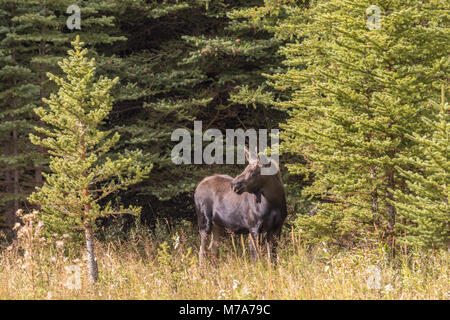 Mucca Shiras alci in autunno Foto Stock