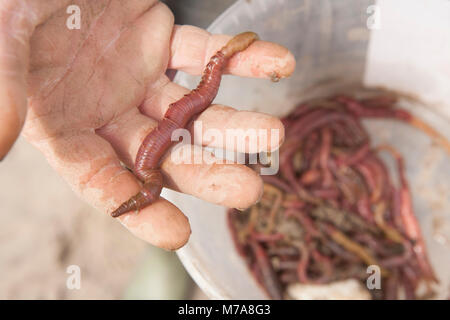 Soffiare lugworms-Arenicola marina-scavato dalla baia di Morecambe Inghilterra UK GB-lugworms sono un popolare esca per la pesca in mare Foto Stock