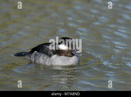 Bufflehead - Bucephala albeola femmina anatra Diving dall Alaska & Canada Foto Stock