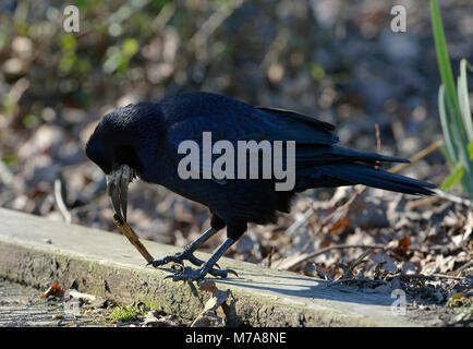 Rook - Corvus frugilegus sul terreno di raccolta materiale nido Foto Stock