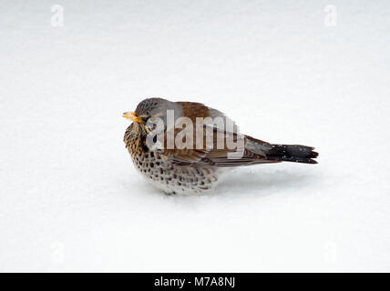 Allodole Cesene Beccacce - Turdus pilaris sul terreno nella neve Foto Stock