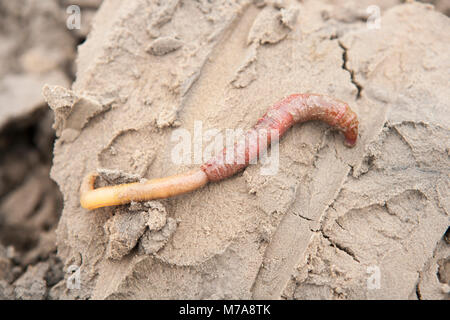 Un colpo di lugworm Arenicola marina- che è stato scavato dalla baia di Morecambe Inghilterra UK GB a bassa marea in quanto si tratta di un popolare esca per la pesca in mare Foto Stock