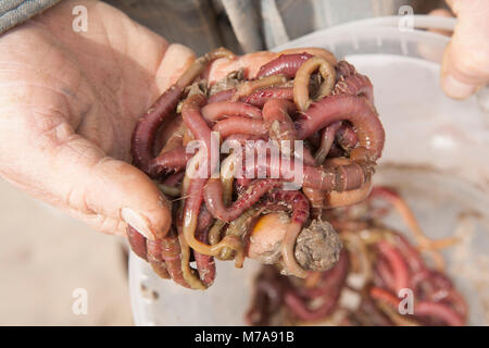 Soffiare lugworms-Arenicola marina-scavato dalla baia di Morecambe Inghilterra UK GB-lugworms sono un popolare esca per la pesca in mare Foto Stock