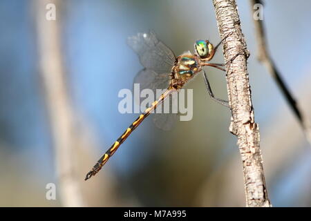 Australian Libellula Smeraldo Foto Stock