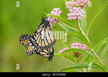 03536-04919 farfalle monarca (Danaus plexippus) maschio e femmina su Swamp Milkweed (Asclepias incarnata) Marion Co., IL Foto Stock