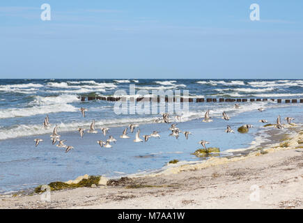 Sciame Sanderlings (Calidris alba) vola sopra l'acqua, isola di Hiddensee, Meclemburgo-Pomerania, Germania Foto Stock