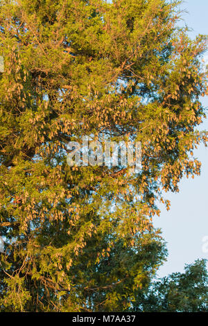 03536-05905 farfalle monarca (Danus plexippus) sono ' appollaiati in Eastern Red Cedar (Juniperus Virginiana) prateria Ridge Stato Area Naturale, Marion Co. Foto Stock