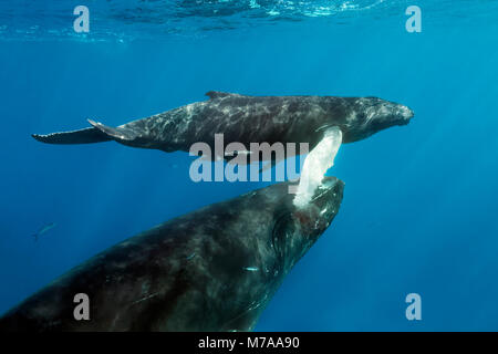 Humpback Whale (Megaptera novaeangliae), dam porta il vitello per la superficie del mare per la respirazione, pacifico, Rurutu Polinesia Francese Foto Stock