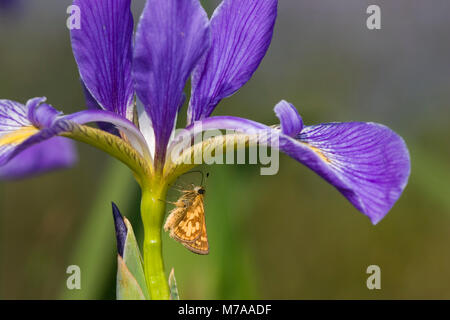 03716-003.03 Peck's Skipper (Polites peckius) sulla bandiera blu (Iris Iris virginica) Marion Co. IL Foto Stock