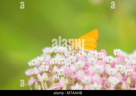 03731-00310 Delaware Skipper Butterfly (Anatrytone logan) su Swamp Milkweed (Asclepias incarnata), Marion Co., IL Foto Stock