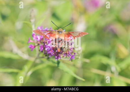 04014-00116 Hummingbird Clearwing (Hemaris thysbe) sulla boccola a farfalla (Buddleja davidii) Marion Co. IL Foto Stock