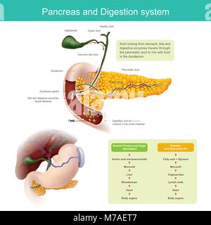 Gli enzimi digestivi viaggia attraverso il dotto pancreatico di miscelare con il cibo nel duodeno. Il fegato produrre bile, che viene memorizzato nel fiele bladde Illustrazione Vettoriale
