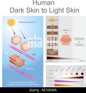 Entrambi i raggi ultravioletti possono danneggiare dan in pelle, che può portare al cancro della pelle. Illustrazione Vettore. Illustrazione Vettoriale