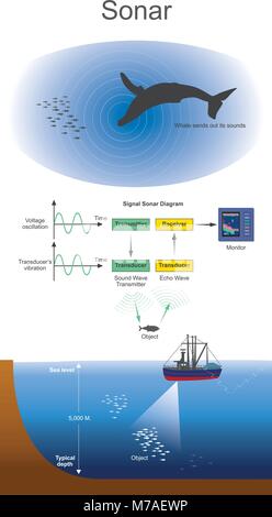 Segnale Sonar sistemi sono generalmente utilizzati per la subacquea per individuare l'intervallo di rilevamento e. Il sistema SONAR attivo emette un segnale acustico o impulso di suono, nella Illustrazione Vettoriale