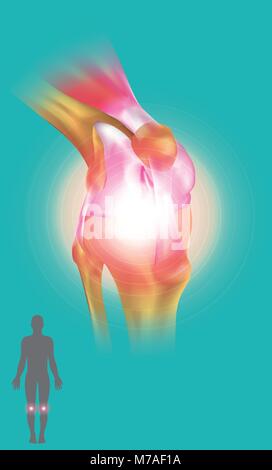 Il giunto del ginocchio si unisce la coscia con la gamba ed è costituito da due articolazioni: uno tra il femore e la tibia e uno tra il femore e la rotula. Illustrazione Vettoriale