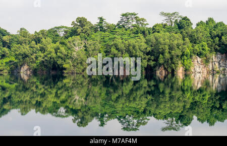 La riflessione della foresta nel lago artificiale del riempito in Ketam cava sulla isola di Palau Ubin, Singapore. Foto Stock