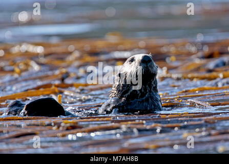Nord America, USA, Alaska, Kodiac isola, Sea Otter, Enhydra lutris, Foto Stock