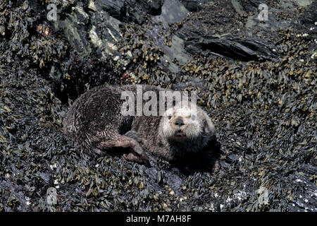Nord America, USA, Alaska, Kodiac isola, Sea Otter, Enhydra lutris, Foto Stock