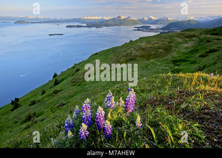 Nord America, USA, Alaska, Kodiac isola, Chiniak Bay, lupini, Lupinus, montagne litoranee, fiordo, Foto Stock