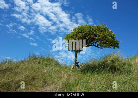 Il sambuco bush come un vento di albero in Dünenheide dell Oriente Frisone isola di Baltrum. Foto Stock