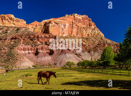 Gli Stati Uniti, Utah, Wayne County, Torrey, parco nazionale di Capitol Reef, Fremont River Valley, Fruita Historic District, Gifford Homestead Foto Stock