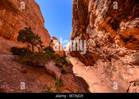 Gli Stati Uniti, Utah, Grand county, Moab, Arches National Park, Devils Garden, Navajo Arch Canyon Foto Stock