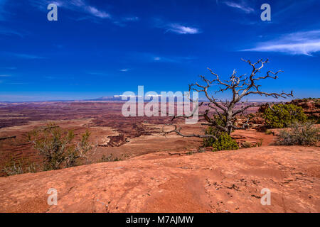 Gli Stati Uniti, Utah, la contea di San Juan, Moab, il Parco Nazionale di Canyonlands, Island in the Sky, uva spina canyon verso La Sal Mountains Foto Stock