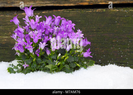 Campanule nella parte anteriore della parete di legno nella neve Foto Stock