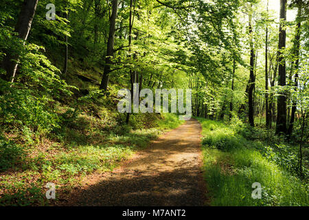 Percorso di foresta in Murnau moor (Murnauer Moos), Baviera, Germania Foto Stock