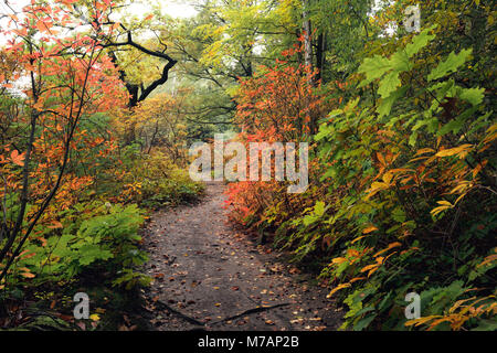 Bellissimo percorso autunnale di azalee e rododendri Park Kromlau, Bassa Sassonia, Germania Foto Stock