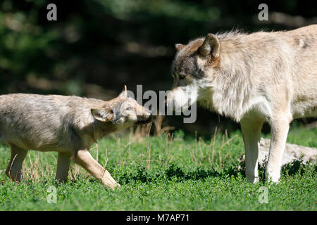 Cervi, lupo (Canis lupus lycaon), giovani, anziani, captive Foto Stock