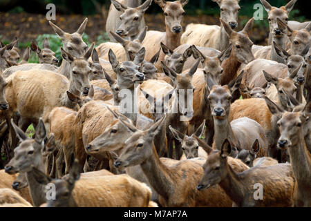 Cervo (Cervus elaphus), cervi vacche, captive, Germania Foto Stock