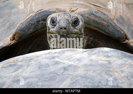 Seychelles tartaruga gigante (Dipsochelys hololissa), prigionieri Foto Stock