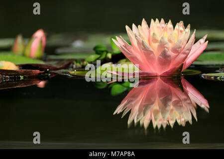 Ninfee Ninfea Bianca (Nymphaea spec.), Germania Foto Stock