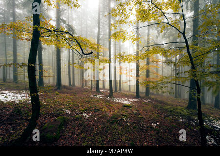 Boubin, in tedesco "Kubany' foreste vergini in Repubblica Ceca in autunno la nebbia Foto Stock