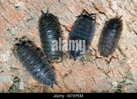 Comune Woodlouse ruvida (Porcellio scaber) Foto Stock