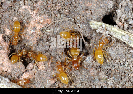Prato giallo Ant (Lasius flavus) Foto Stock