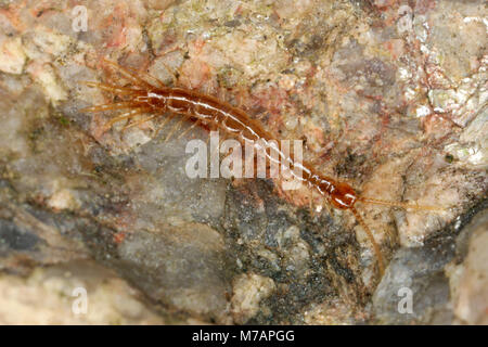 Marrone (centipede Lithobius forficatus) Foto Stock