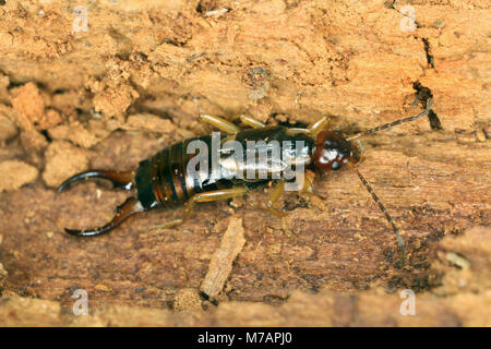 Comune (Earwig Forficula auricularia), maschio Foto Stock